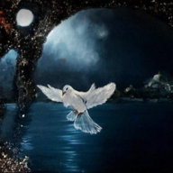 Gece Kuşu
