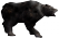 Siyah Ayı.png