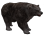 Boz Ayı.png